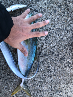 ツバス釣れました