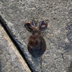 アオリイカリベンジ