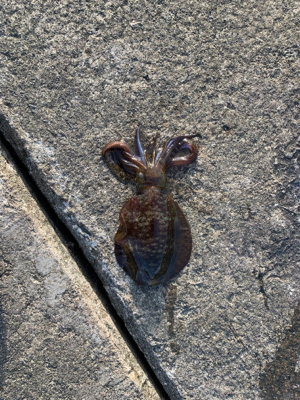 アオリイカリベンジ