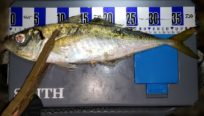 ついに念願の！