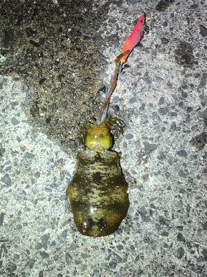 まさかのケンサキイカ