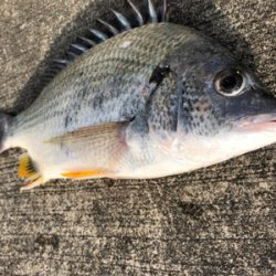 エビ撒き 渋すぎ、、