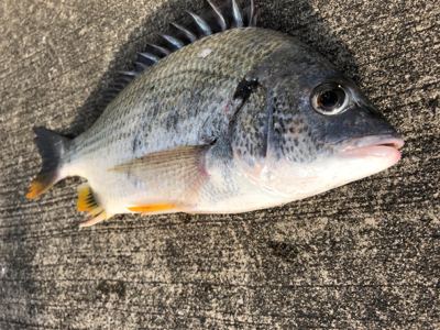 エビ撒き　渋すぎ、、