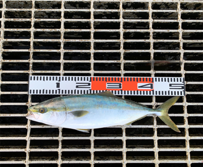 ハマチ50cm（サワラチューン）