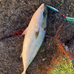 渋いショアジギ