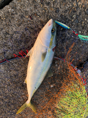 渋いショアジギ