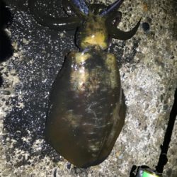 アオリイカ大小