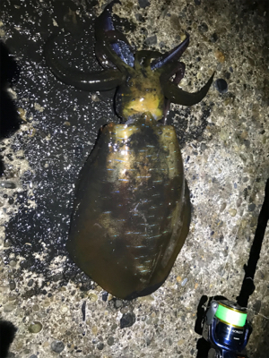 アオリイカ大小