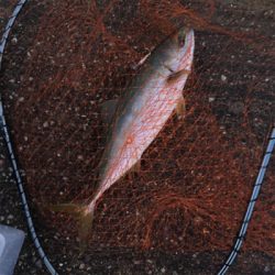 ヘビーミノーアカキンでハマチ！