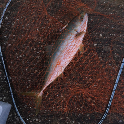 ヘビーミノーアカキンでハマチ！