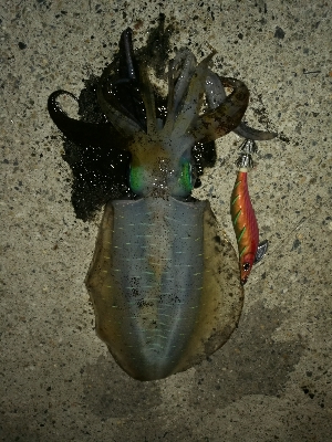 アオリイカ調査