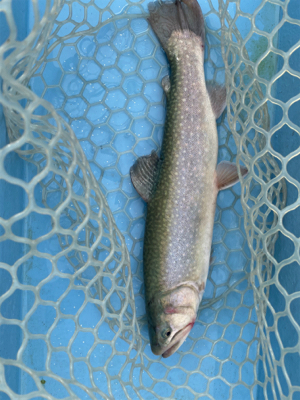 栃木総合運動場プール