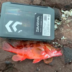 久しぶりの根魚