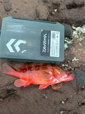 久しぶりの根魚