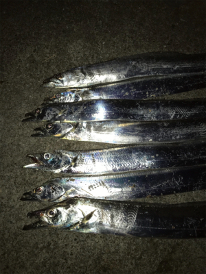 太刀魚復活だ！