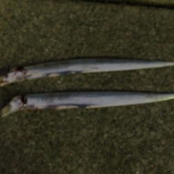 ホーム調査(^^)時合が一瞬だけ（泣）