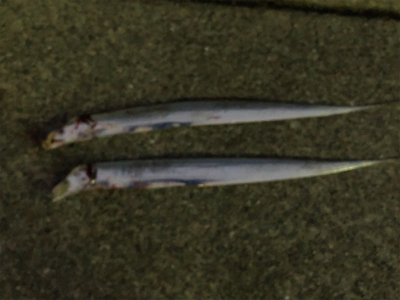 ホーム調査(^^)時合が一瞬だけ（泣）