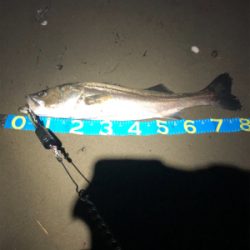 ランカーシーバス