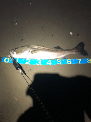 ランカーシーバス