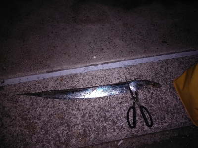 渋い中、何とか功を制す