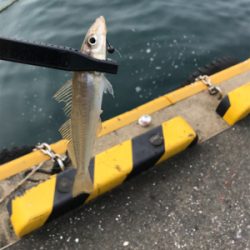 カワハギを求めて①