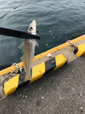 カワハギを求めて①