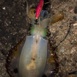 胴20センチ越え