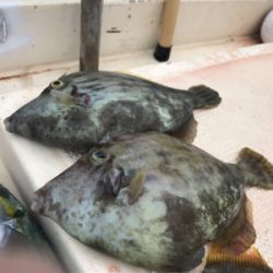 紀北で五目釣り