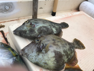 紀北で五目釣り