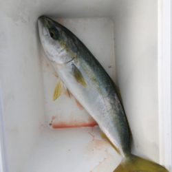 港内でワカシきてます。