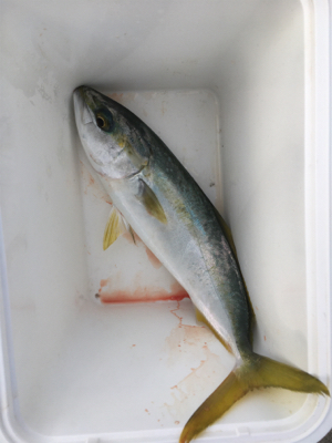 港内でワカシきてます。