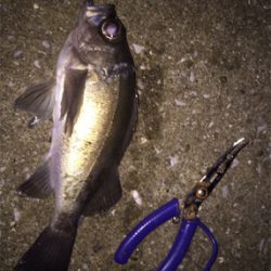 メバル、アジ到来