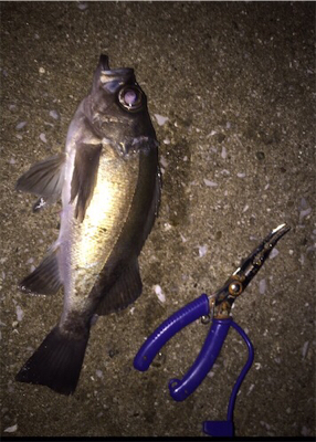 メバル、アジ到来