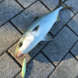 ライトショアジギング