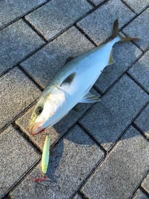 ライトショアジギング