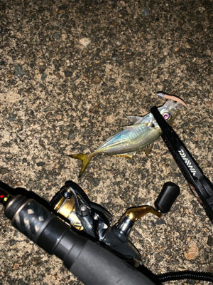 ナイトアジング