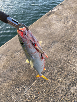 ジャックアイ　マキマキ