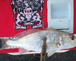 アジング練習 52