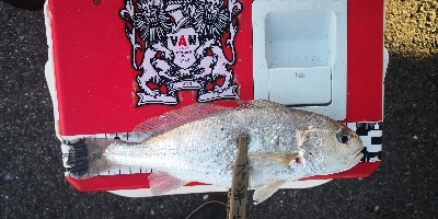 アジング練習 52