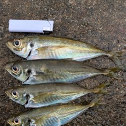 土砂降りの中のアジング