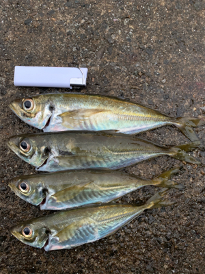 土砂降りの中のアジング