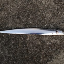 連日のホームタッチー調査