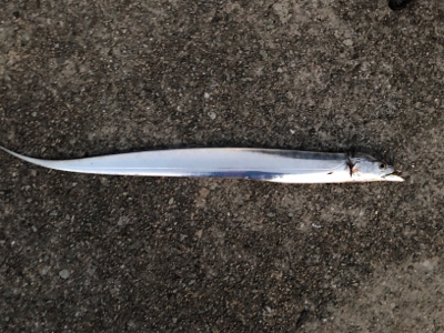 連日のホームタッチー調査