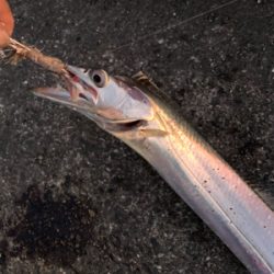 爆風の中ポーアイ釣行