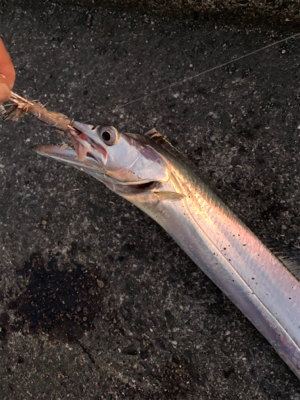 爆風の中ポーアイ釣行