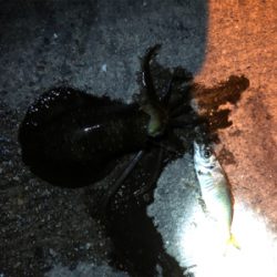 エギでは釣れないの