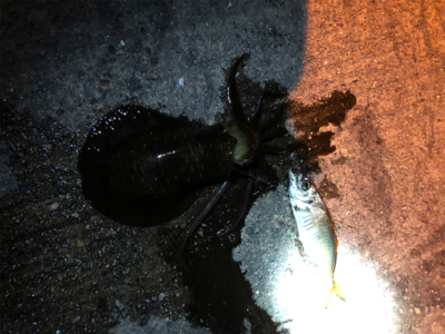 エギでは釣れないの