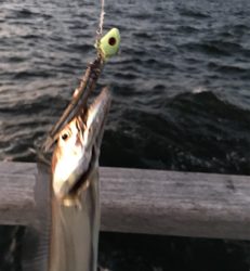 魚も人もいない