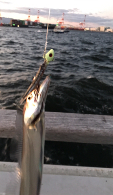 魚も人もいない