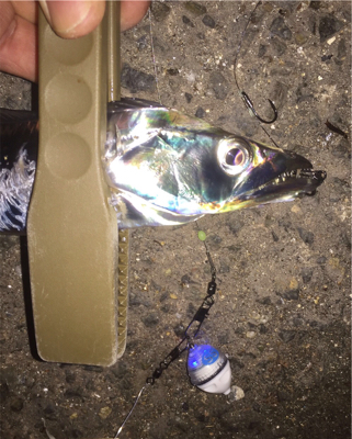 悪い状況の中、なんとか2匹！